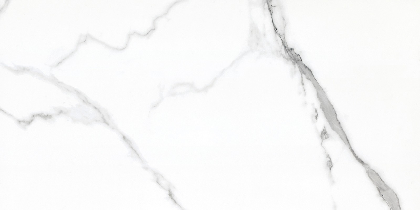 L1-GT48611顶级鱼肚