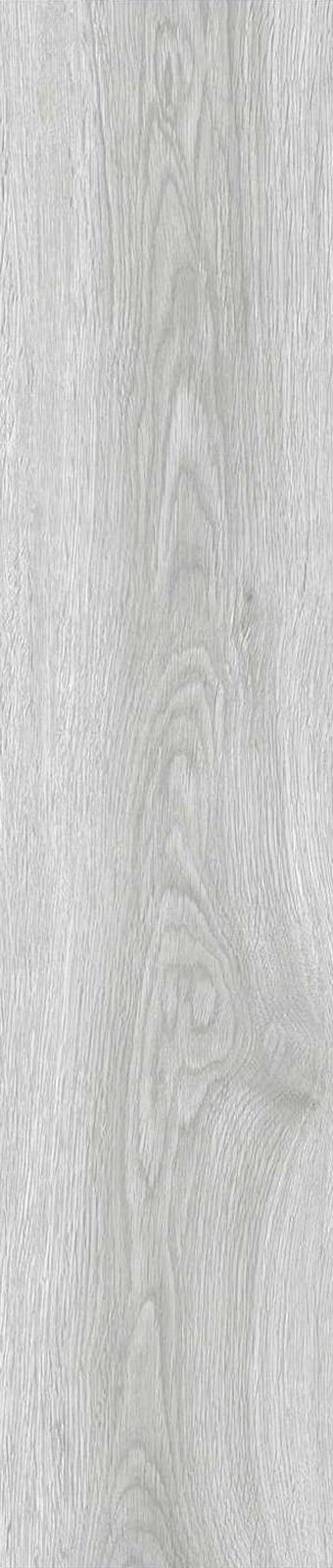 JMT1202-澳洲乔木