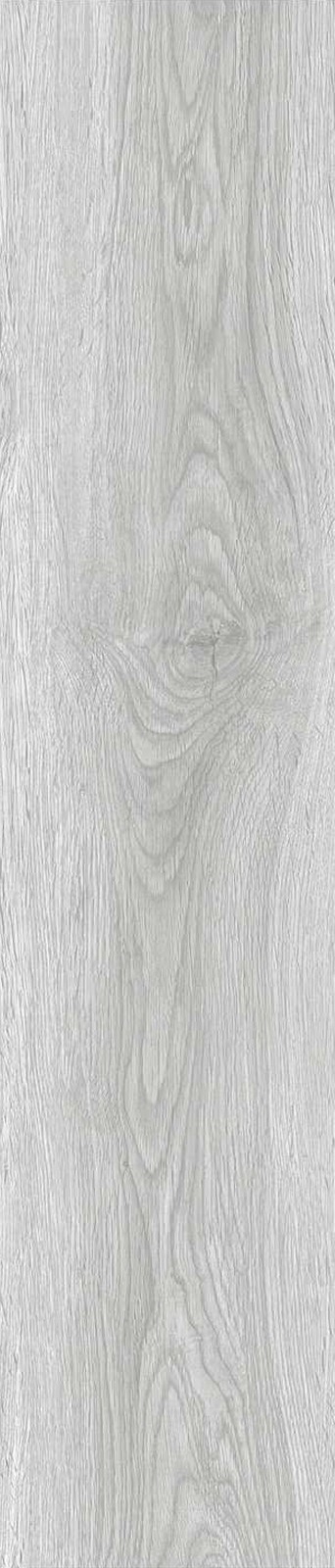 JMT1202-澳洲乔木