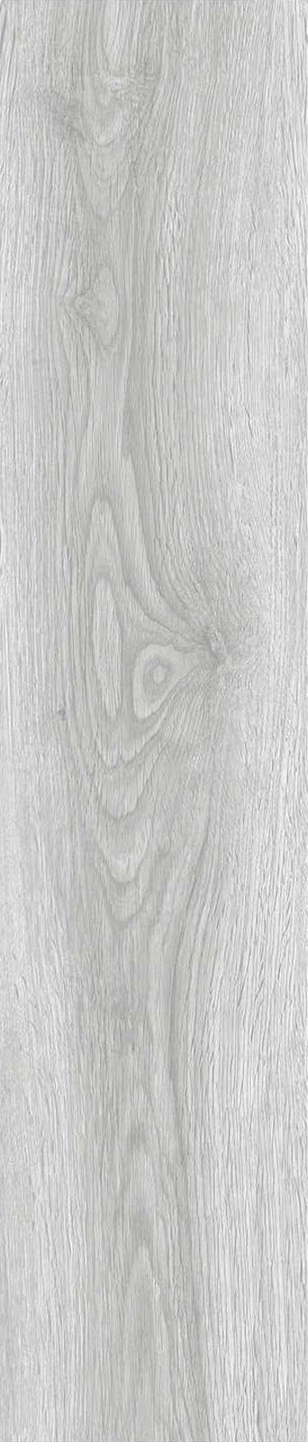 JMT1202-澳洲乔木