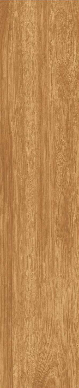 JMT1205-北美胡杨