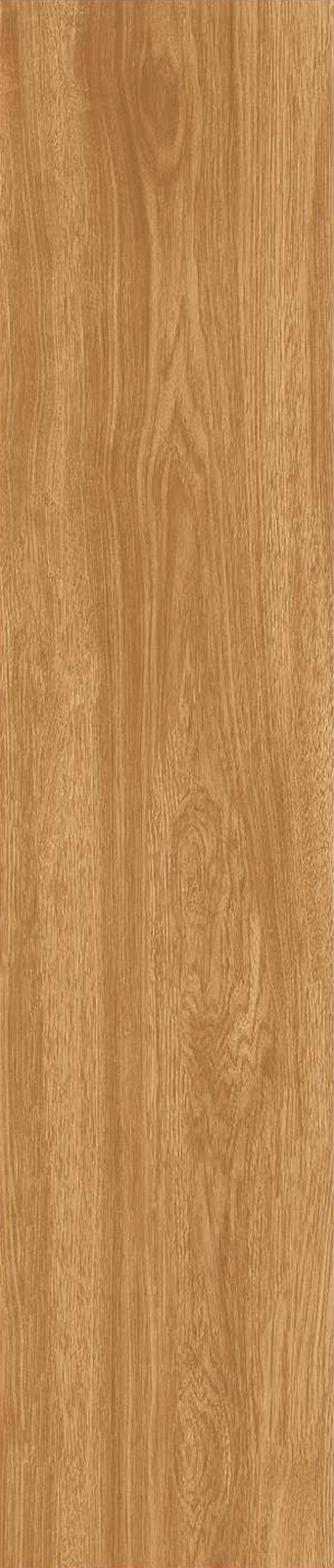 JMT1205-北美胡杨